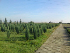 drzewa krzewy iglaste liściaste pnącza funkie szkółka roślin w Polsce